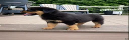 Rottweiler dogs for sale: Lulu - Ad 3