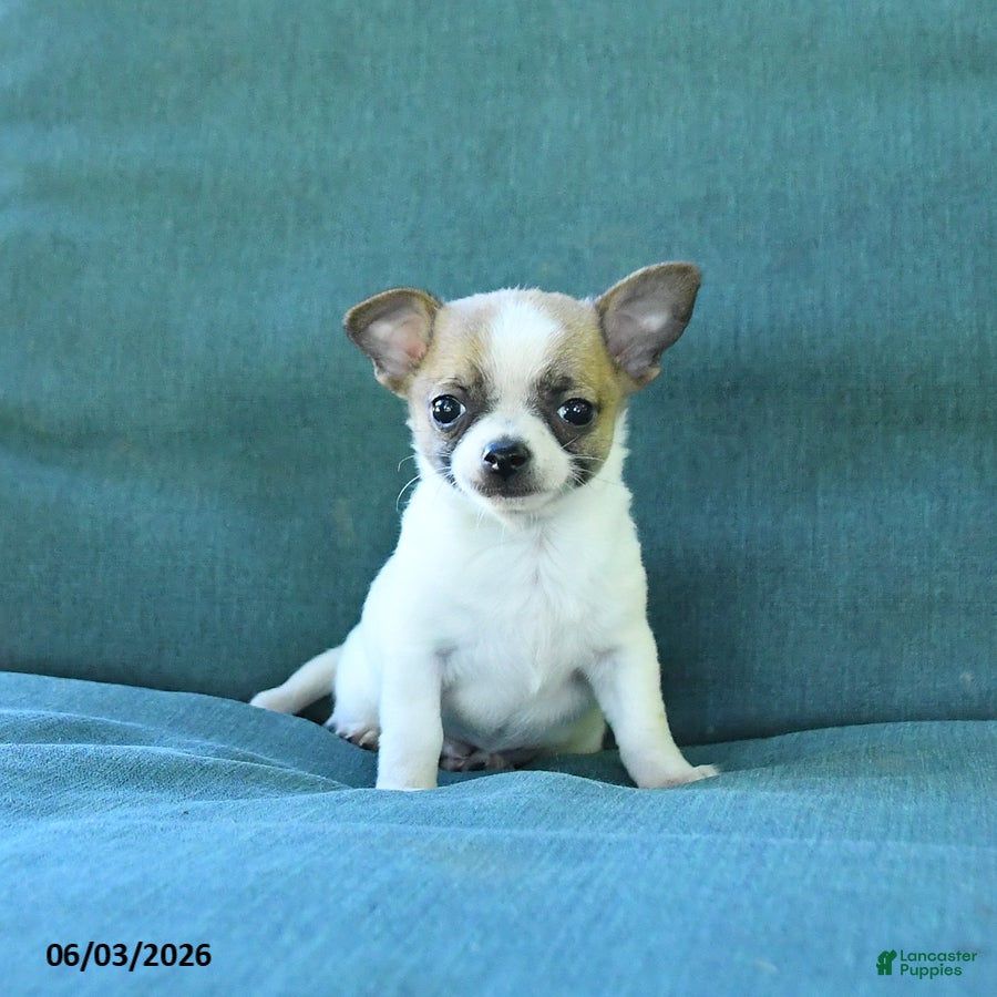 Chihuahua dogs for sale: Peanut  - Ad 5