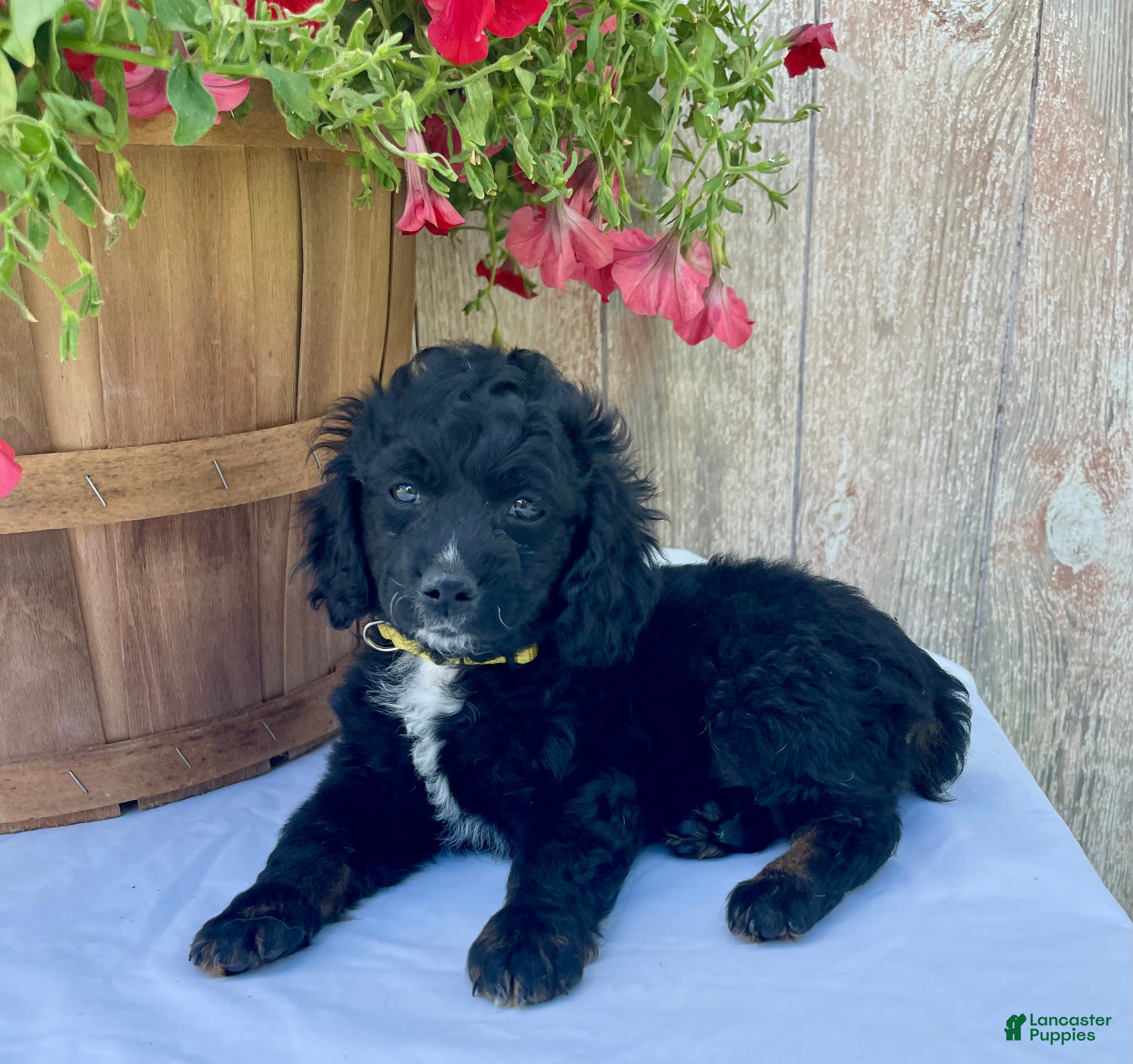 Cockapoo dogs Milo - Ad 1