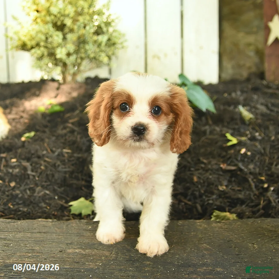 Cavapoo dogs for sale: Trixie  - Ad 2
