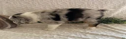 Australian Shepherd dogs for sale: Ranger - Ad 4