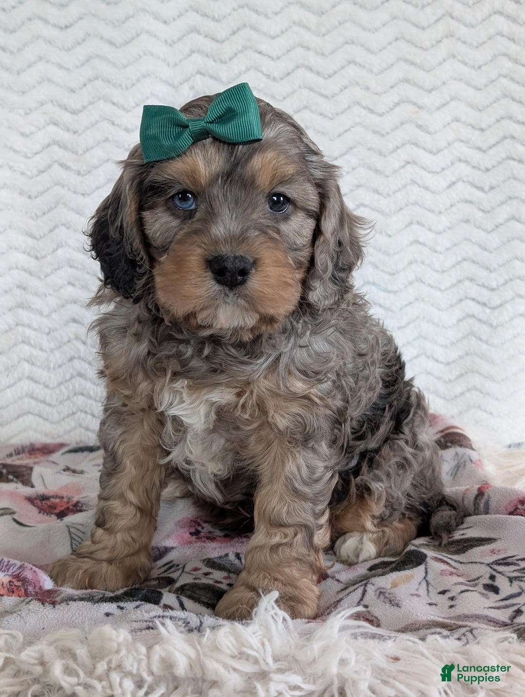 Cavapoo dogs for sale: Mickie - Ad 10