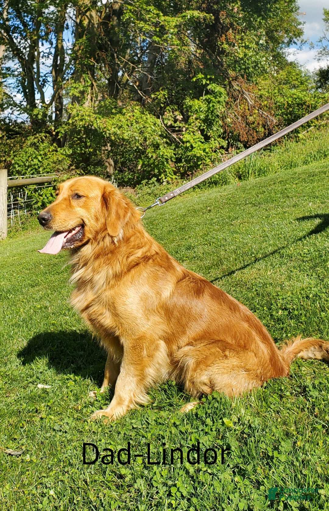 Golden Retriever dogs for sale: Golden Retriever litter of 5 puppies - Ad 20