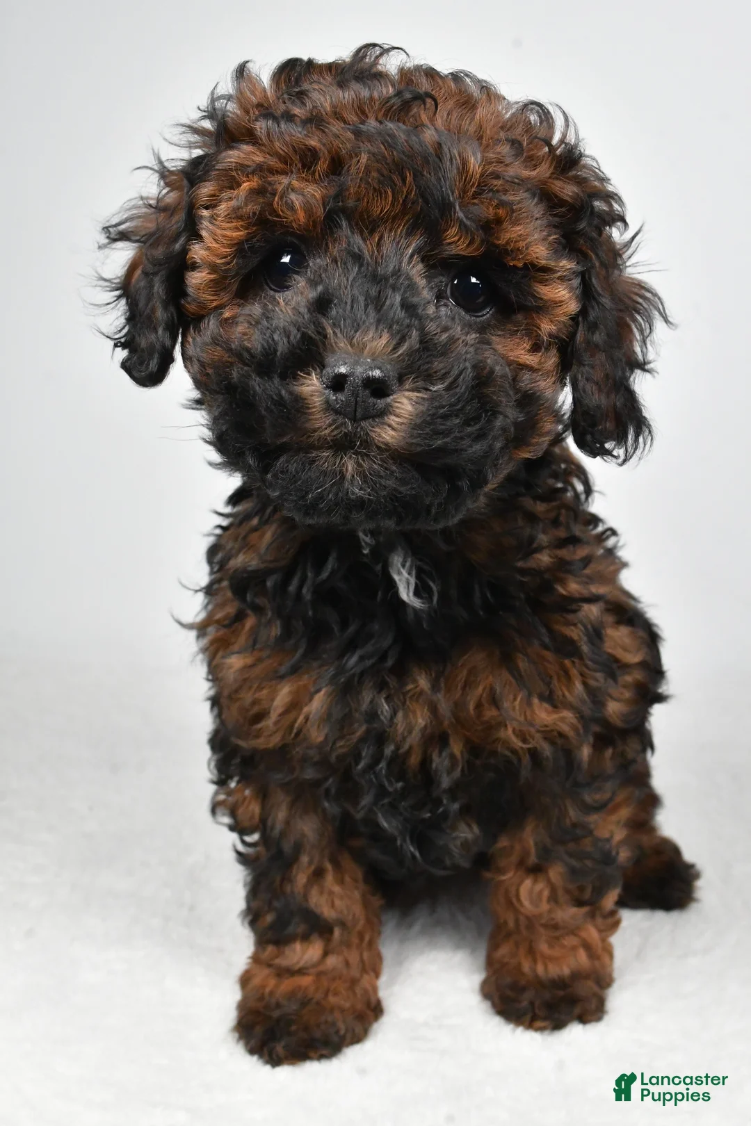 Cockapoo dogs for sale: Anna - Ad 3