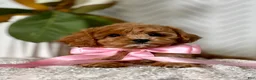 Cavapoo dogs for sale: Pippi Cavapoo Puppy  - Ad 3