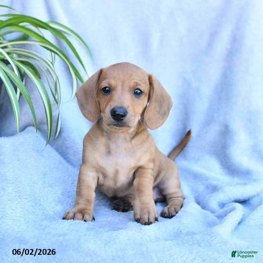 Miniature Dachshund dogs Bandit - Ad 1