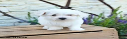 Mixed Breed dogs for sale: Otto - Ad 5