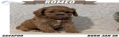 Romeo
