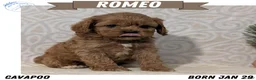 Cavapoo dogs for sale: Romeo - Ad 1