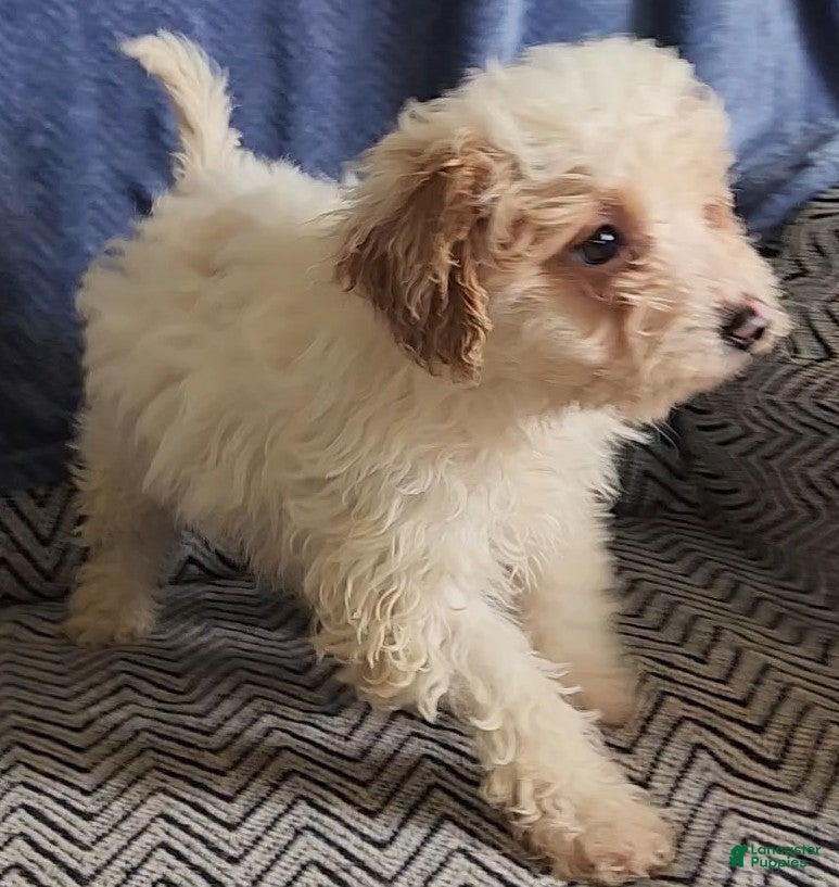 Mixed Breed dogs Petunia - Ad 2