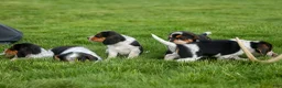Beagle dogs for sale:  Copper 🐶 - Ad 17