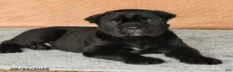 Cane Corso dogs for sale: Reign - Ad 5