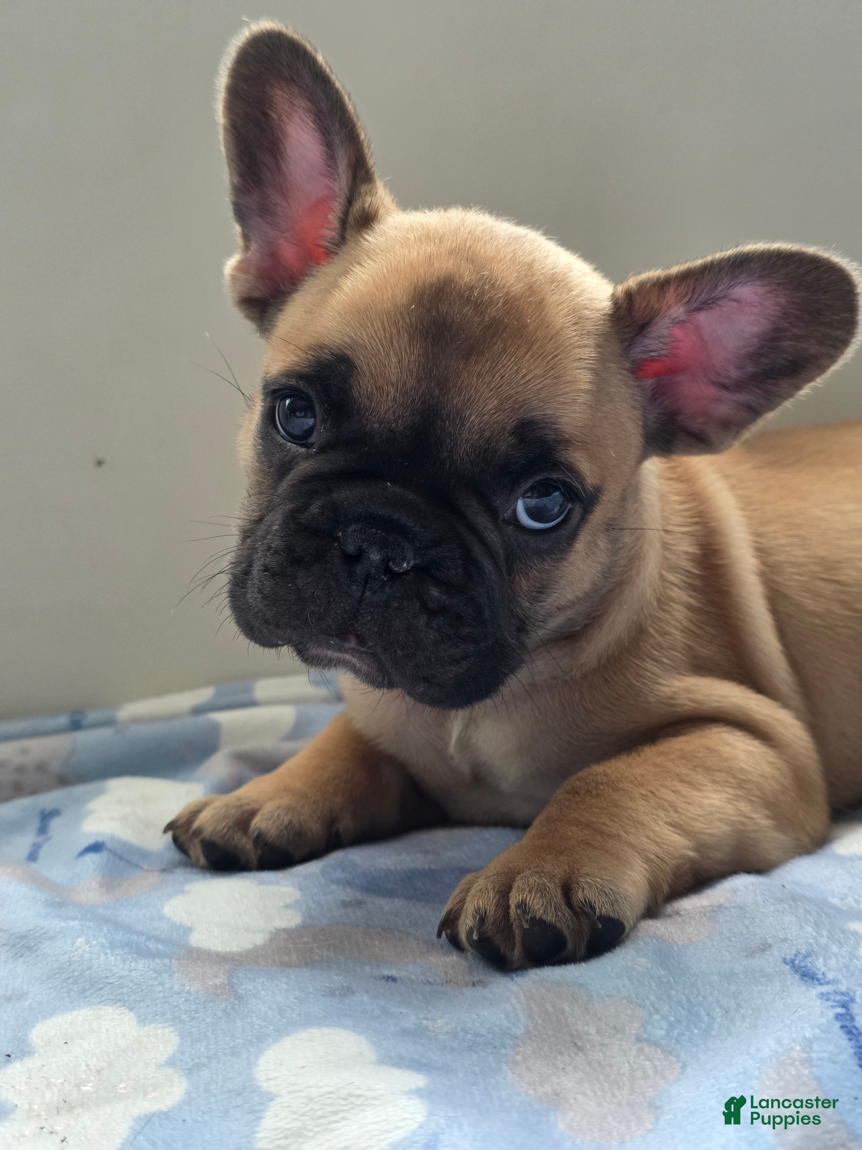 French Bulldog dogs Cappuchino "chino" - Ad 1