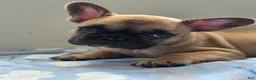 French Bulldog dogs for sale: Cappuchino "chino" - Ad 1