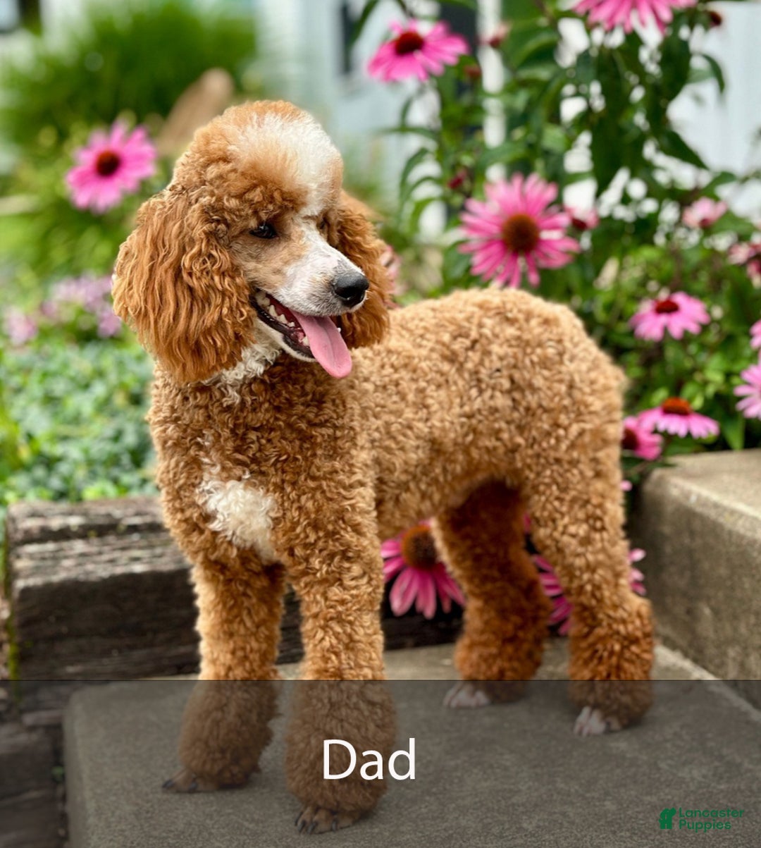 Mini Bernedoodle dogs for sale: Diesel - Ad 10