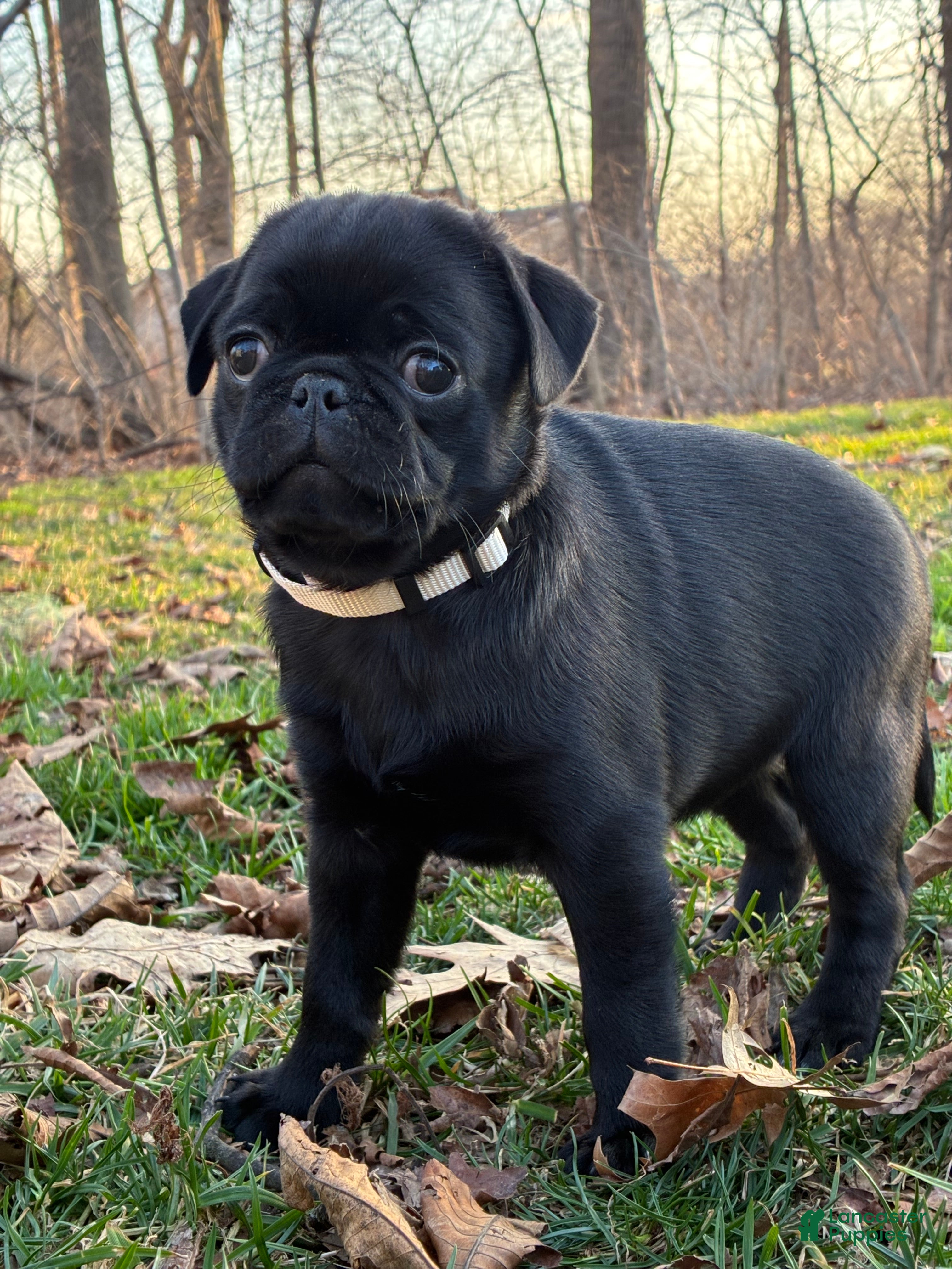 Pug dogs  Addie - Ad 2