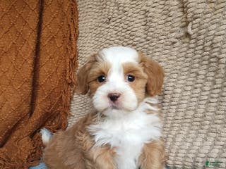 Havanese dogs Marsh - Ad 19