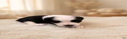 Mixed Breed dogs for sale: Oreo - Ad 9