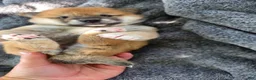 Shiba Inu dogs for sale: Betsy - Ad 4