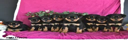 Rottweiler dogs for sale: Myles - Ad 3
