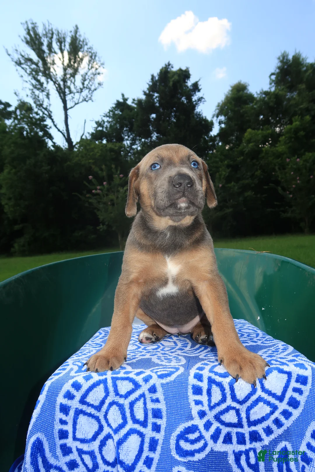 Mixed Breed dogs for sale: Silver - Ad 1