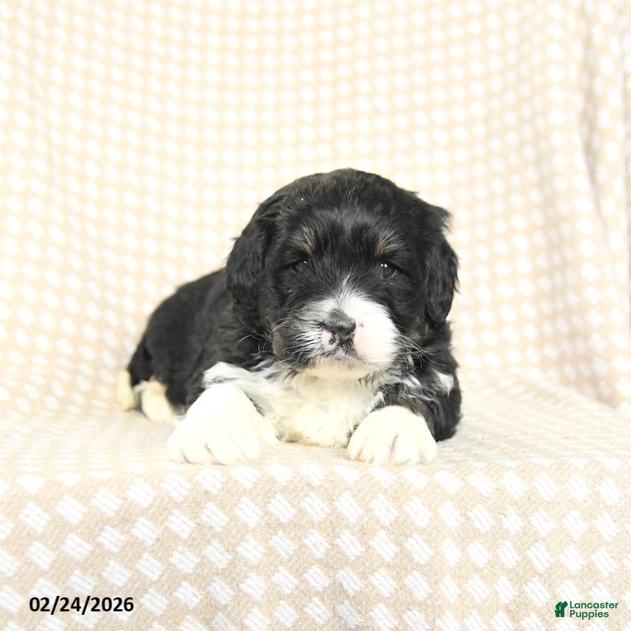 Mini Bernedoodle dogs Tucker - Ad 1