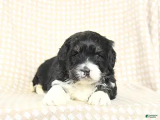 Mini Bernedoodle dogs for sale: Tucker - Ad 1