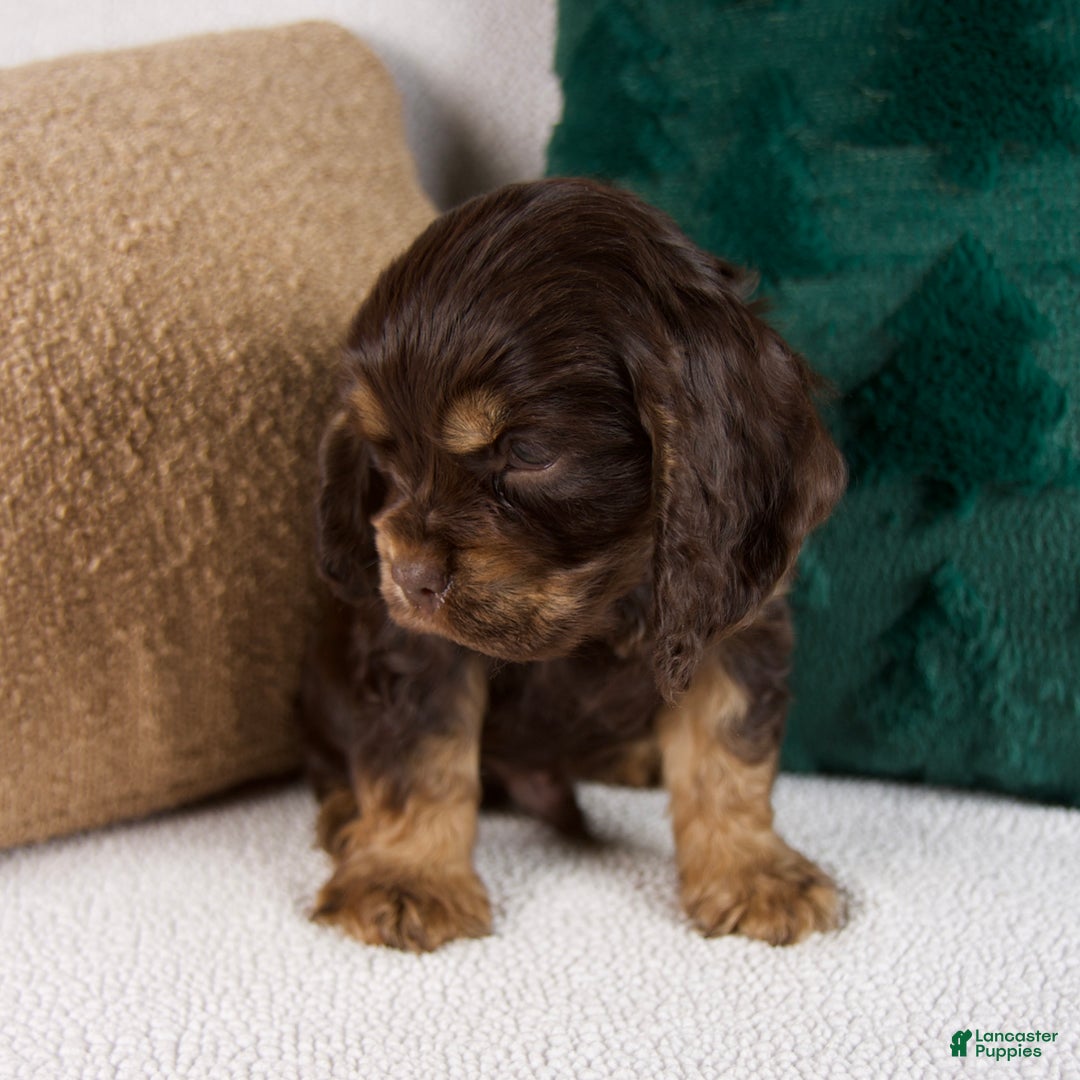 Cocker Spaniel dogs for sale: Rusty - Ad 4