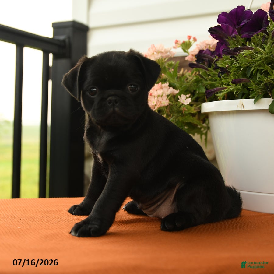 Pug dogs Alberta - Ad 1