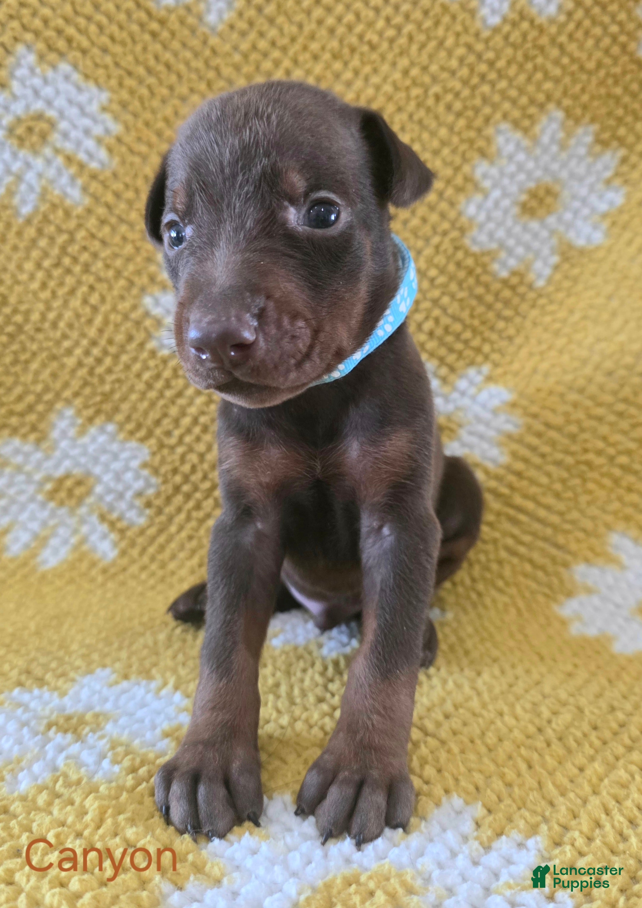 Doberman Pinscher dogs Canyon - Ad 2