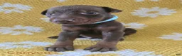 Doberman Pinscher dogs for sale: Canyon - Ad 2