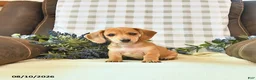 Miniature Dachshund dogs for sale: Timber - Ad 4