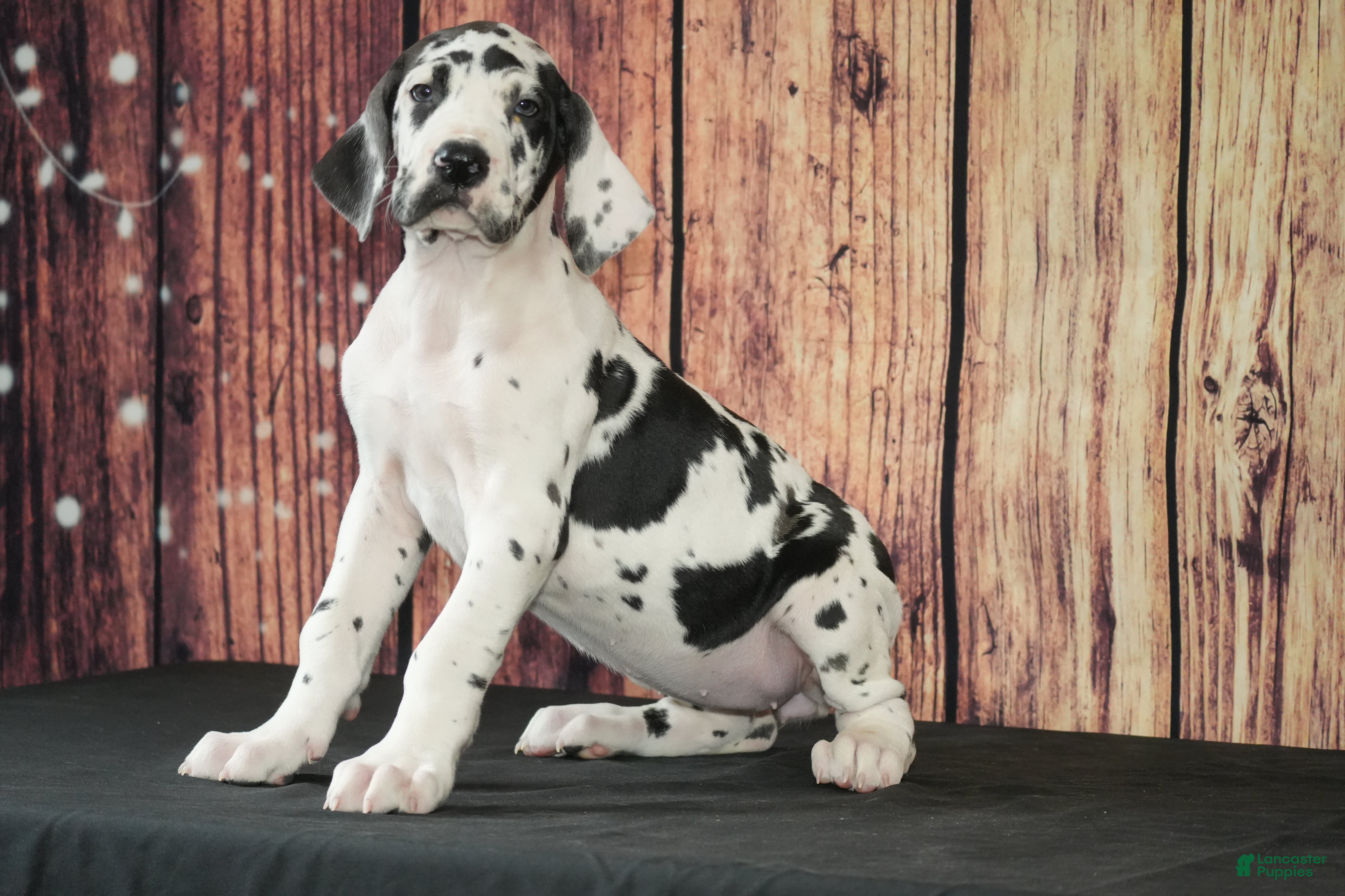 Great Dane dogs Great Dane Puppy 1 - Ad 29