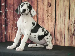 Great Dane dogs Great Dane Puppy 1 - Ad 29