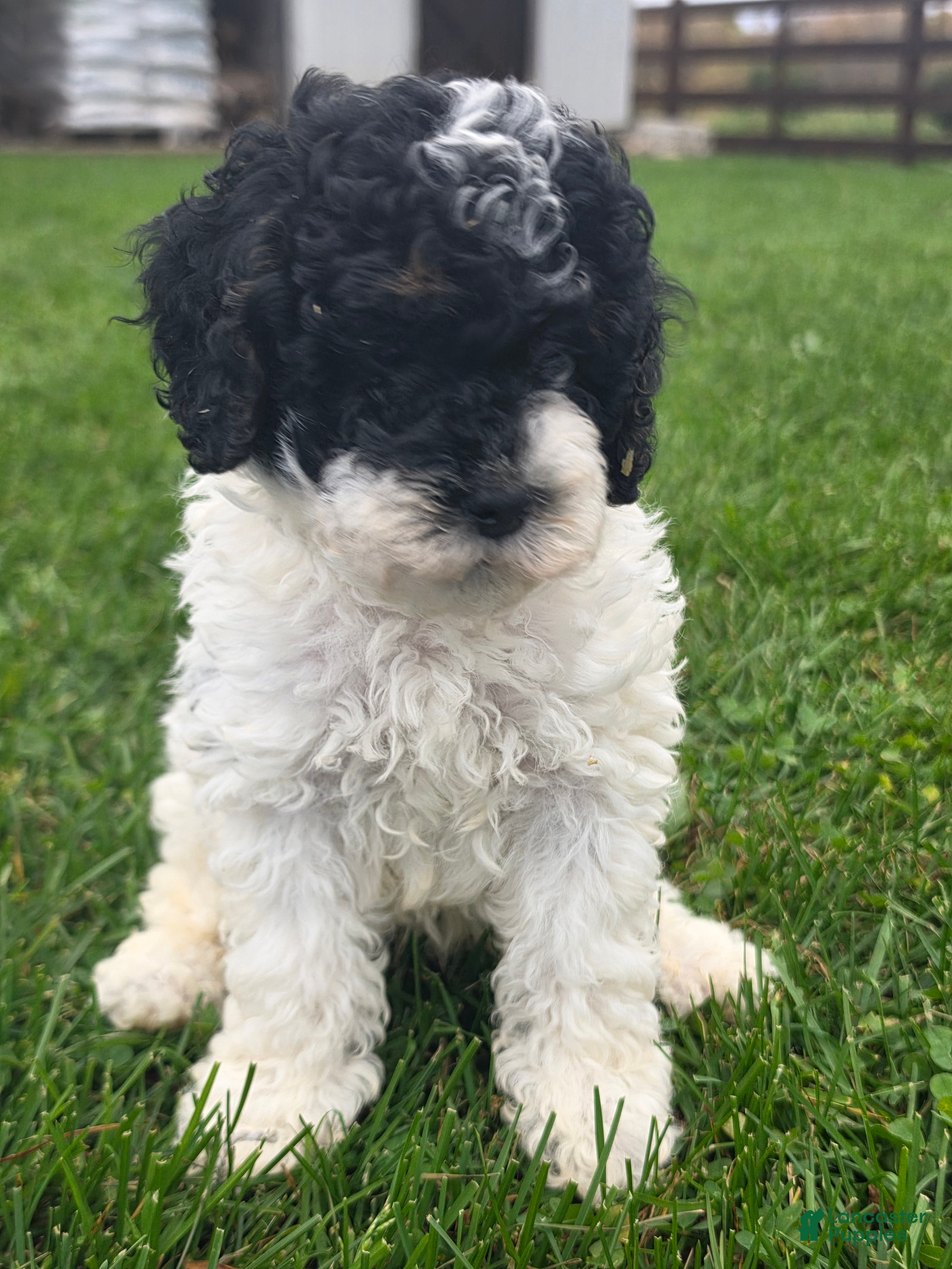 Cockapoo dogs Cockapoo Male 1 - Ad 15
