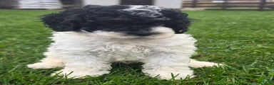 Cockapoo Male 1