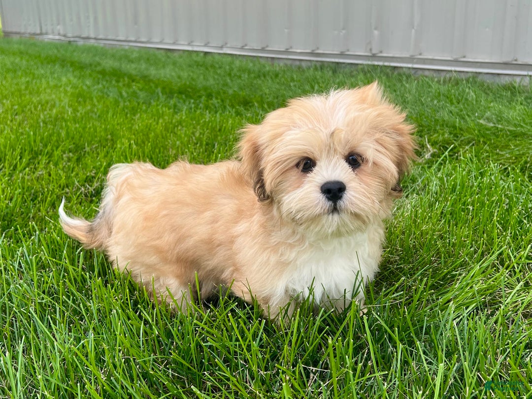 Lhasa Apso dogs for sale: Benji - Ad 9
