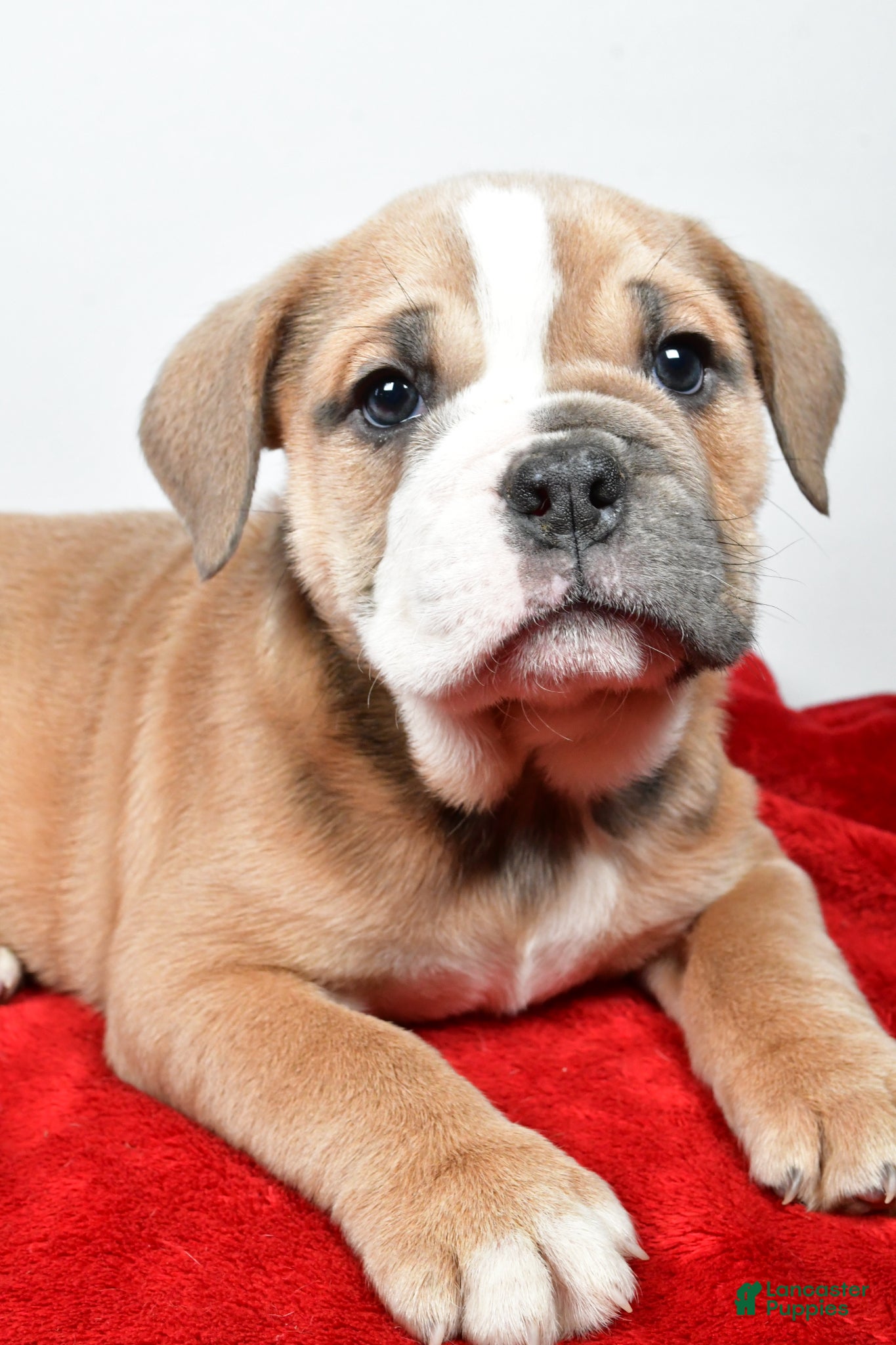 Beabull dogs Gracie - Ad 2