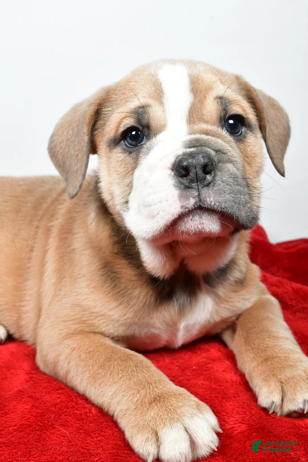 Beabull dogs for sale: Gracie - Ad 2