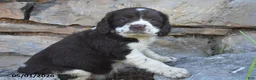 English Springer Spaniel dogs for sale: Sassy - Ad 3