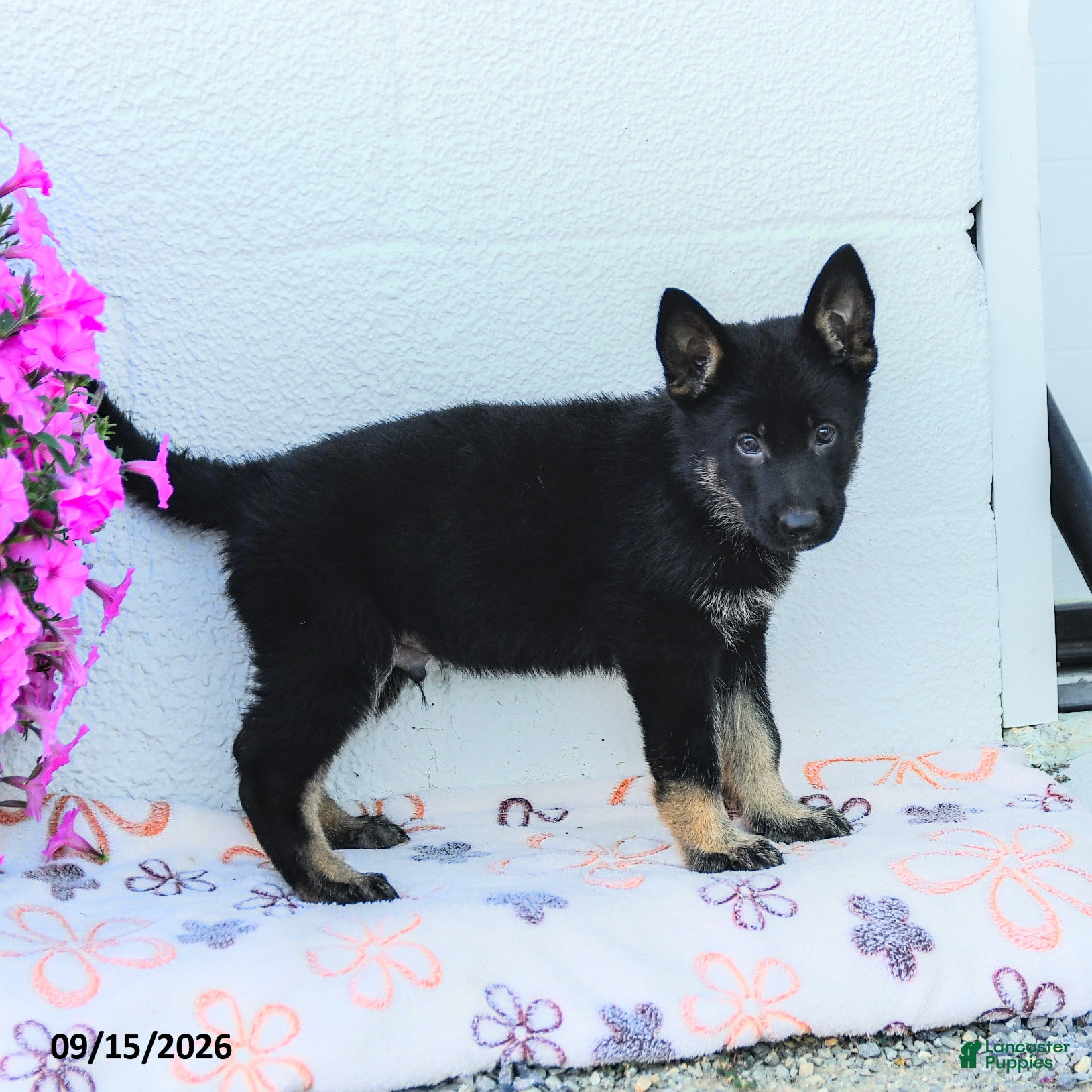 German Shepherd dogs Asher - Ad 2