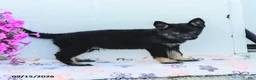 German Shepherd dogs for sale: Asher - Ad 2