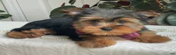 Yorkshire Terrier dogs for sale: Flo - Ad 17