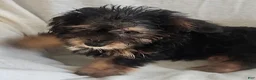 Yorkiepoo dogs for sale: Zeus - Ad 7