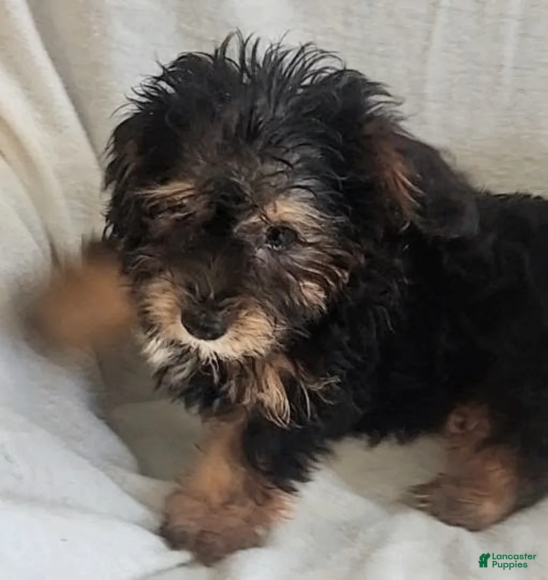 Yorkiepoo dogs for sale: Zeus - Ad 7
