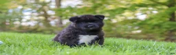 Akita dogs for sale: Bear - Ad 9