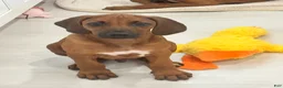 Rhodesian Ridgeback dogs for sale: Rhodesian Ridgeback Mr Royal Blue - Ad 3