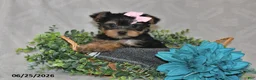 Yorkshire Terrier dogs for sale: Bailey - Ad 1