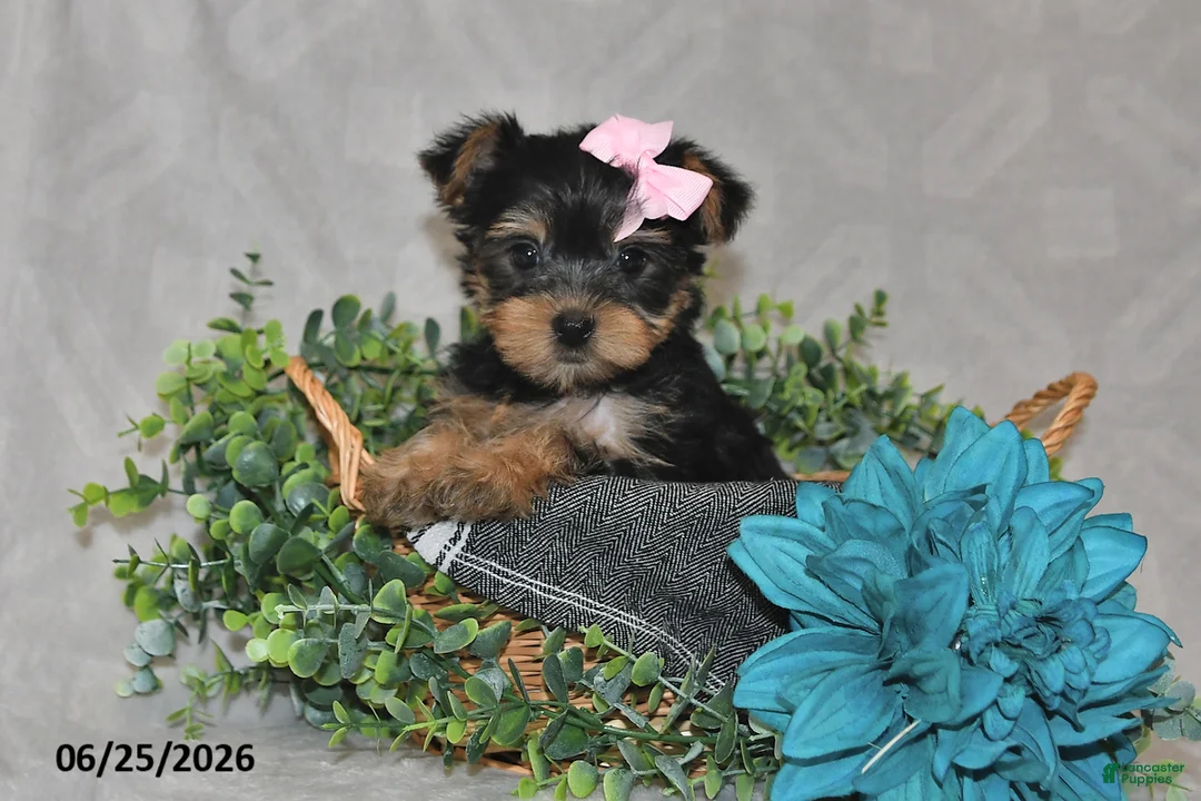 Yorkshire Terrier dogs for sale: Bailey - Ad 1