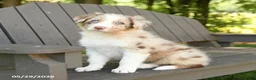 Border Collie dogs for sale: Monty - Ad 3